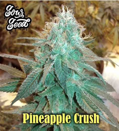 pineapple crush regular