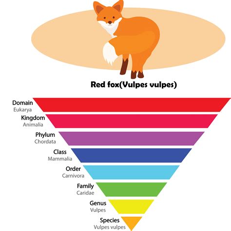 describe  hierarchy  taxonomic categories