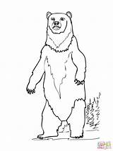 Standing Bear Coloring Brown Pages Drawing sketch template