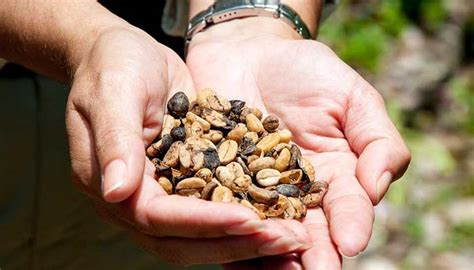 Coffee Beans In Hand Puerto Rico Travelworld
