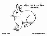 Hare Arctic Tundra sketch template