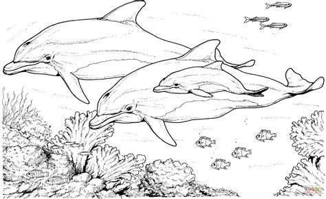 bottlenose dolphins coloring page  printable coloring pages
