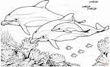 Coloring Pages Bottlenose Dolphins Dolphin Printable Drawing Two Paper Dot sketch template