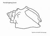 Conch Shell Simple Template Coloring sketch template