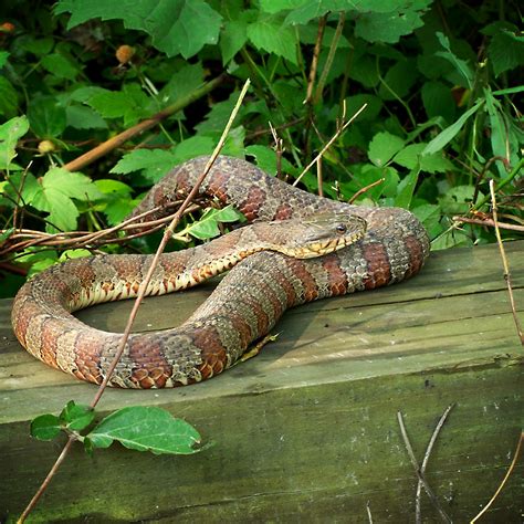 northern water snake juliann flickr