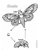 Cicada Cycle Life Coloring Enchantedlearning Insects Simple Printout Picturing sketch template