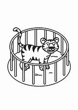 Tiger Cage Jaula Para Colorear Tigre Dibujo Coloring Grandes Dibujos Pages Imprimir Descargar Imágenes Edupics Printable sketch template