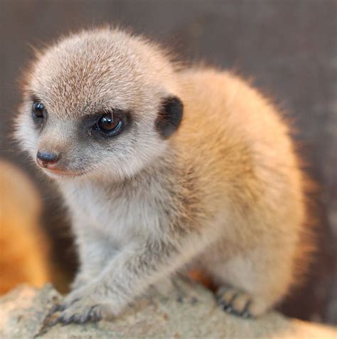 cute  fuzzy baby meerkat cute animals unusual animals