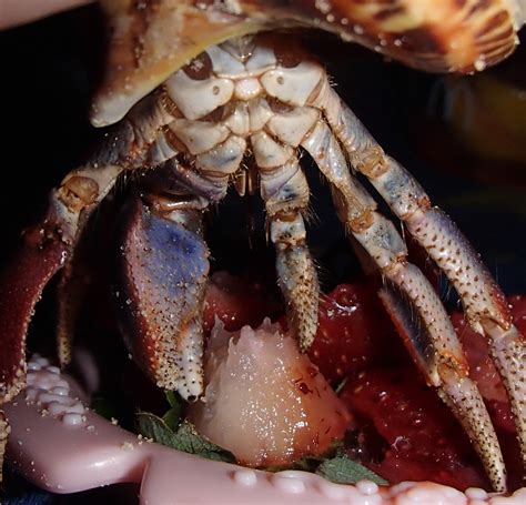 Hermit Crab Sex Organs