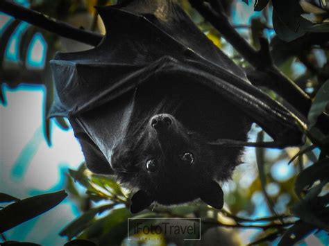 beautiful black bat   attract bats     eyes black bat