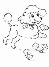 Poodle Coloringtop sketch template