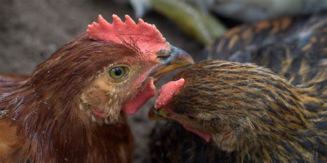 Chicken Gender How To Tell — Types Of Chicken