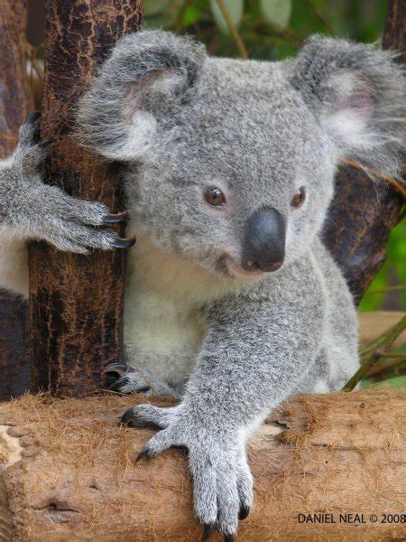 cute baby koalas animals photo  fanpop