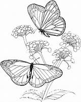 Coloring Pages Butterfly Purplekittyyarns Adult Book Flower Printable Sheets Kitty Kids Arts Crafts sketch template