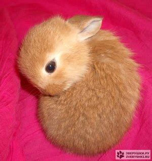 cute bunnies house rabbit pet rabbit pet bunny pictures video