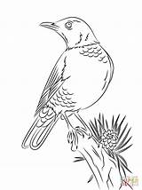Coloring Robin Pages American Bird Para Colorear Dibujo Perched Woodland Printable Drawing Dibujos Mirlo Primavera Red Birds Posado Imprimir Thrush sketch template