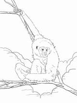 Ape Onlinecoloringpages sketch template