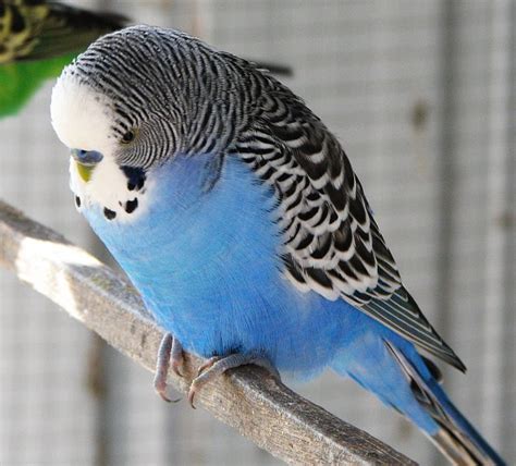 budgies  awesome australias oldest budgie