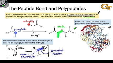 peptide bond  polypeptides youtube