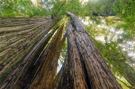 Insider S Guide To Redwood National Park