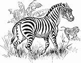 Zebra Coloring Clipart Pages Kids Animal Printable Etc Small Original Large Usf Edu sketch template