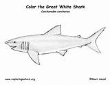 Coloring Shark Great Pages Print Reference Clipart Nature Exploring Animals Library Citing sketch template