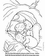 Hibernation Coloring Pages sketch template