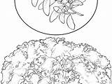 Coloring Cherry Blossom Tree Getcolorings Pages Bamboo sketch template