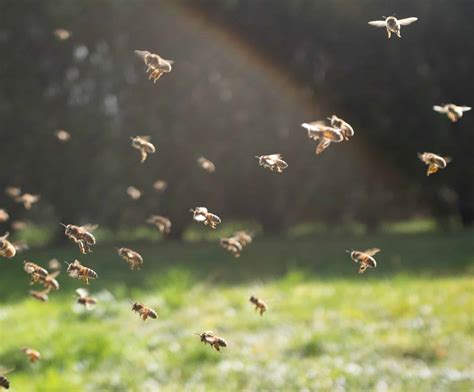 drone bees  beekeeping