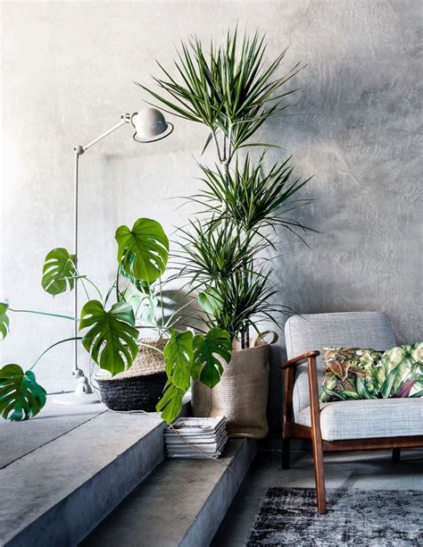 beauty indoor plants decor ideas   home  apartment page