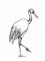 Crane Bird Pencil Drawing Chinese Netart Sketch Getdrawings Olympus Camera Digital Coloring Pages sketch template
