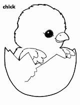 Chick Coloring Hatching Pages Adorable Color sketch template
