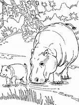 Hippo Coloring Pages Hippopotamus Baby Drawing Getcolorings Color Printable Getdrawings Face sketch template