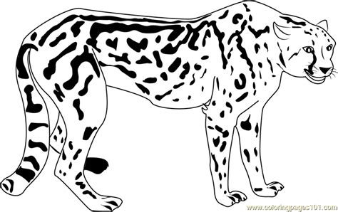 beautiful cheetah coloring page  kids  cheetah printable coloring pages   kids