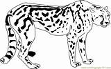 Cheetah Chester Coloringpages101 Cheetahs sketch template