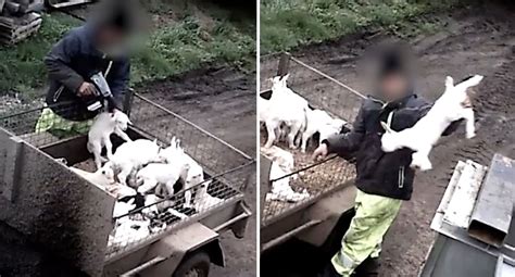 baby goats slaughtered  victorian dairy farm