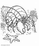 Coloring Pages Crab Hermit Printable Animals Print Sea Ocean sketch template