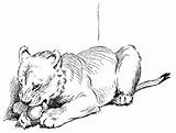 Lion Coloring Pages Lions Cub Big Cat Cats Cubs Color Printable Jungle Choose Board sketch template