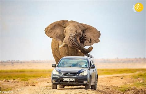 فرار خودرو از حمله فیل در حیات وحش آفریقا تابناک Tabnak
