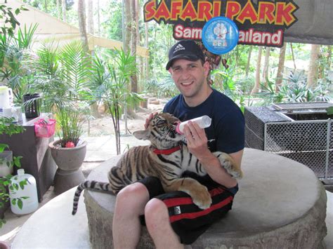 Namuang Safari Tiger Feeding Such A Great Experience To Ho… Flickr