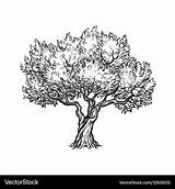 Tree Olive Vector Vectorstock Royalty sketch template