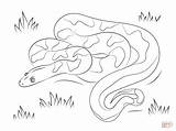 Boa Constrictor Colorare Kolorowanki żmija Druku Anaconda Pyton Kobra Węży Cobra Zaskroniec Colorier sketch template