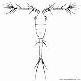 Similis Zooplankton sketch template
