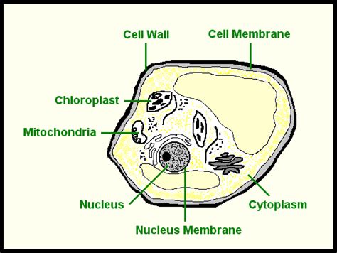 labeled plant cell diagram  kids cell parts