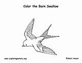 Swallow Coloring Barn Labeling Exploringnature sketch template
