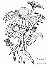 Eyed Susan Coloring Pages Drawing Getdrawings sketch template