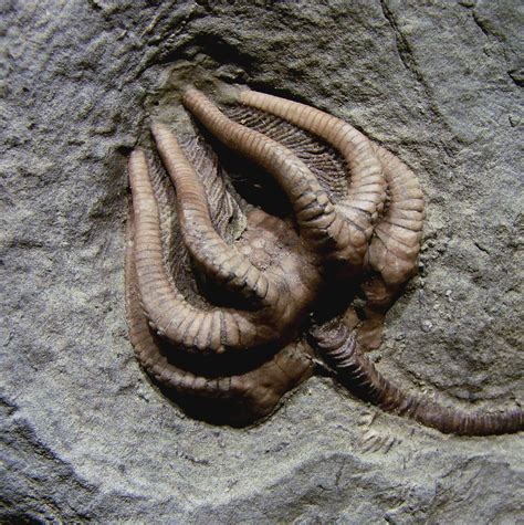 crinoids  fossils  inspired alien geology