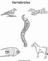 Vertebrates Invertebrates Vertebrate Ec0 Printable sketch template
