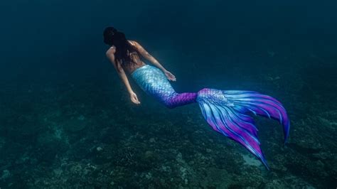 truth  mermaid myths american oceans