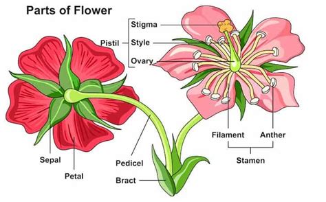 parts   rose flower plant detailed explanation conserve energy future